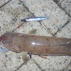 エソ‼ESO‼えそ‼